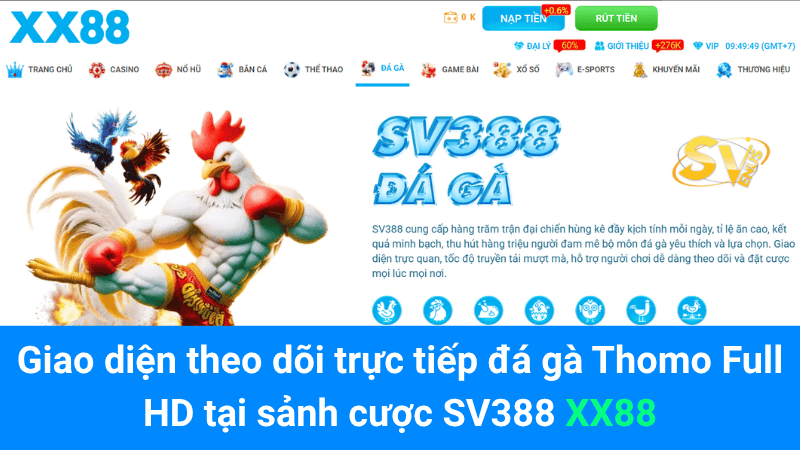 Giao diện theo dõi trực tiếp đá gà Thomo Full HD tại sảnh cược SV388 XX88